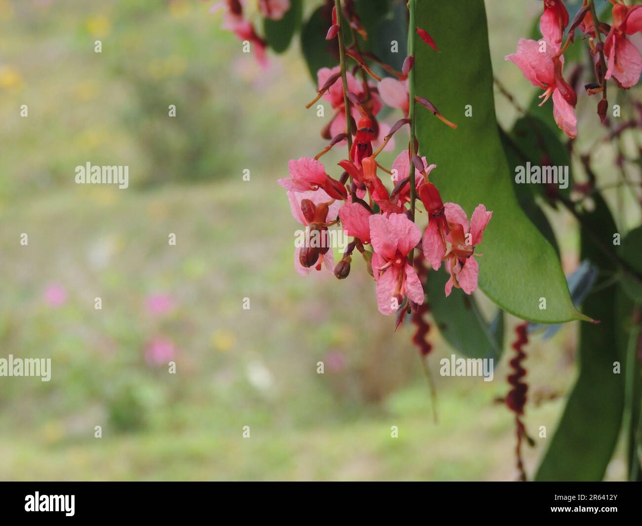 Fiori di Bauhinia Siamensis, una nuova straordinaria specie trovata nella foresta della Thailandia nel 2002. Foto Stock