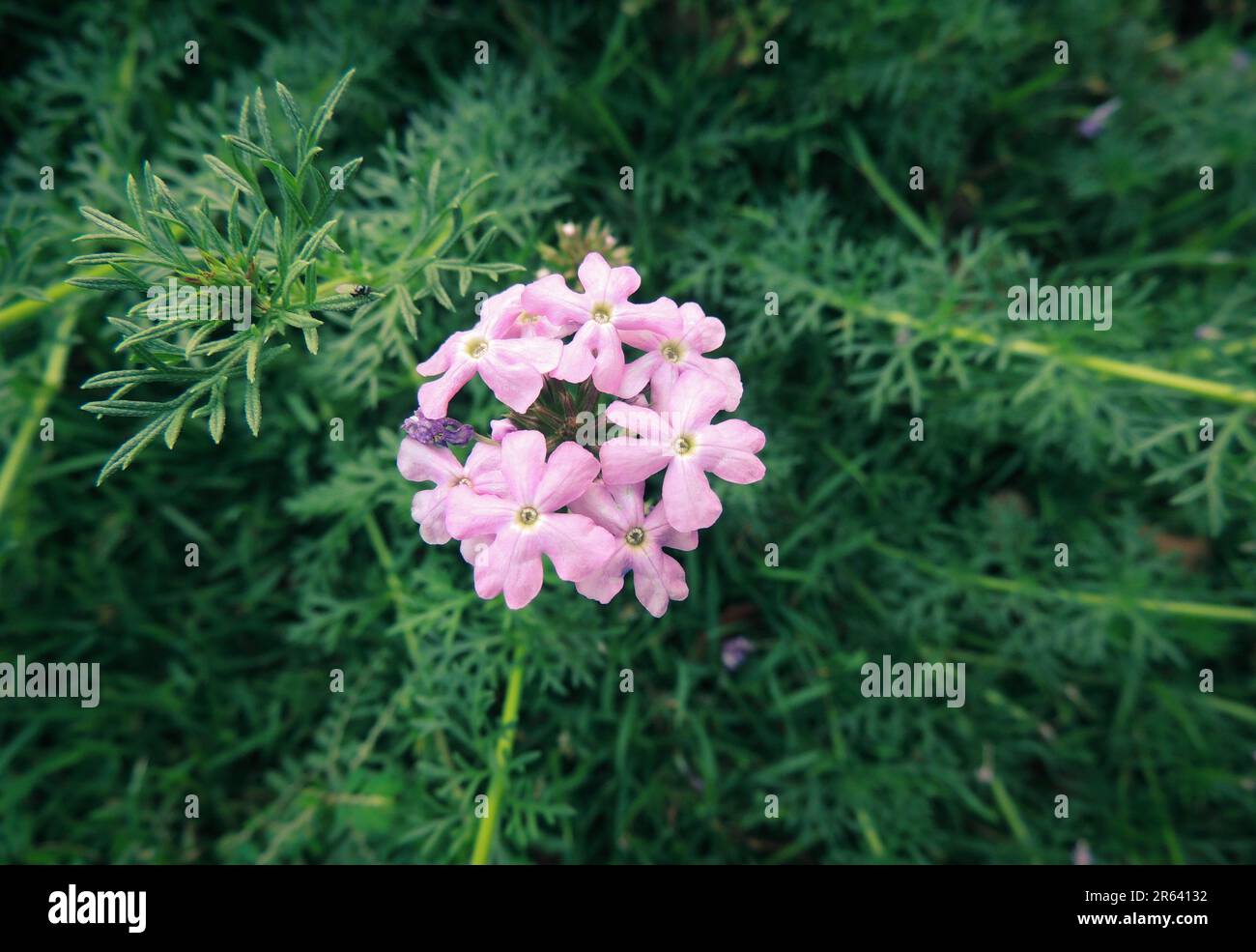 Primo piano Verbena Serenity fiori. Varie tonalità di colore rosa con foglie verde scuro. Foto Stock