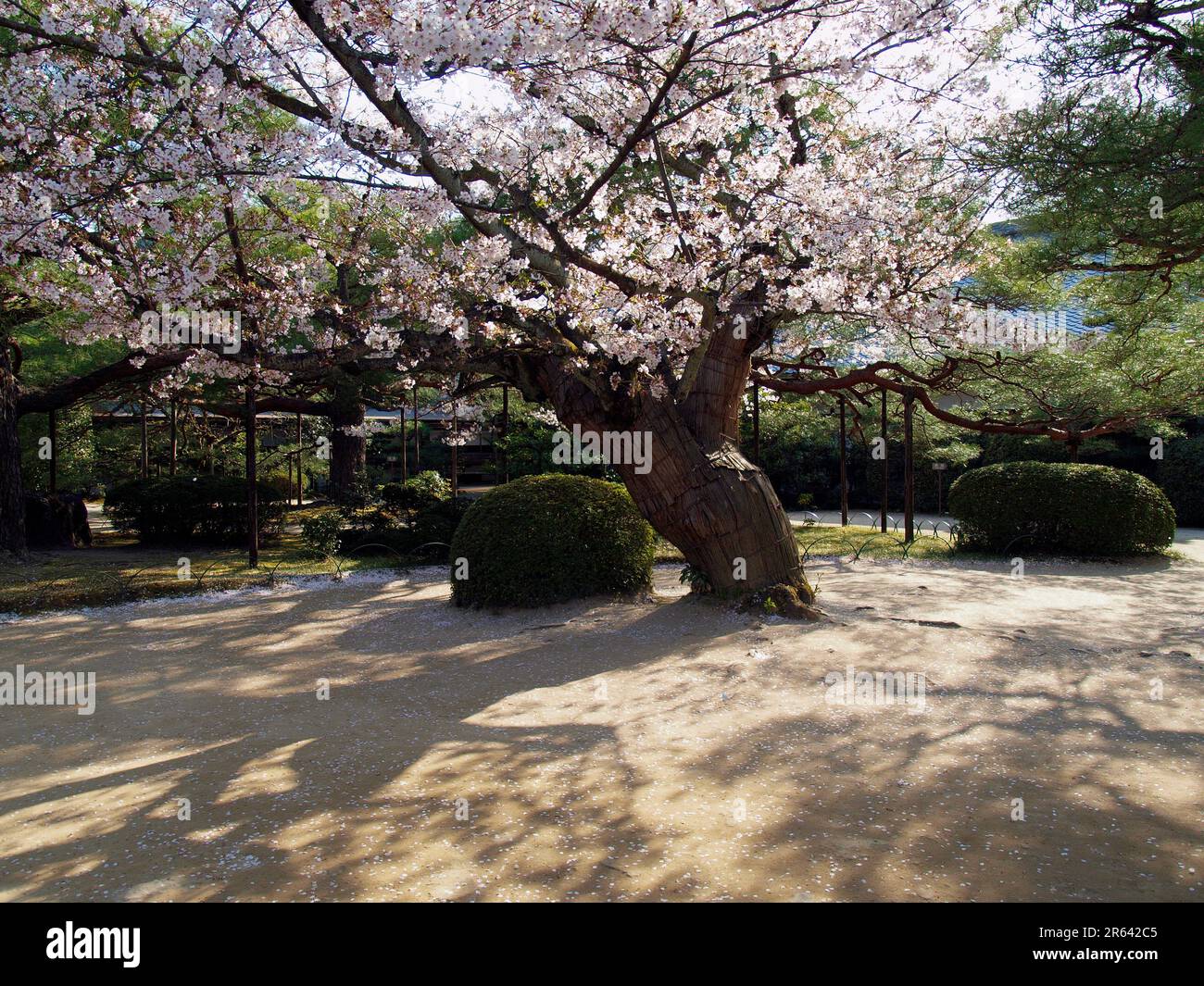 Fiori di ciliegio al Santuario Heian Jingu Foto Stock
