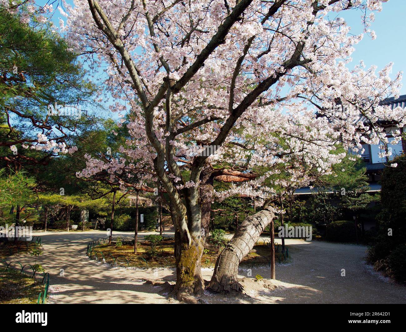 Fiori di ciliegio al Santuario Heian Jingu Foto Stock