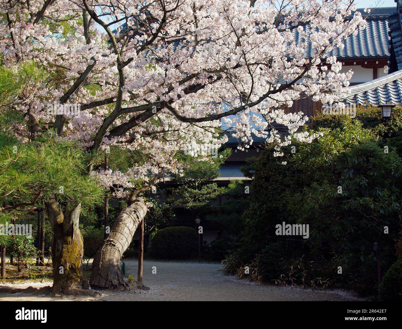 Fiori di ciliegio al Santuario Heian Jingu Foto Stock
