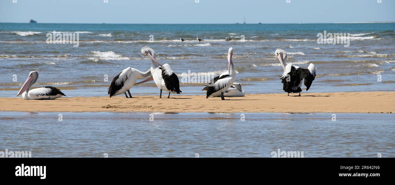Un piccolo gregge di Pelican che riposa su una barra di sabbia a Pelican Banks, Hervey Bay Foto Stock