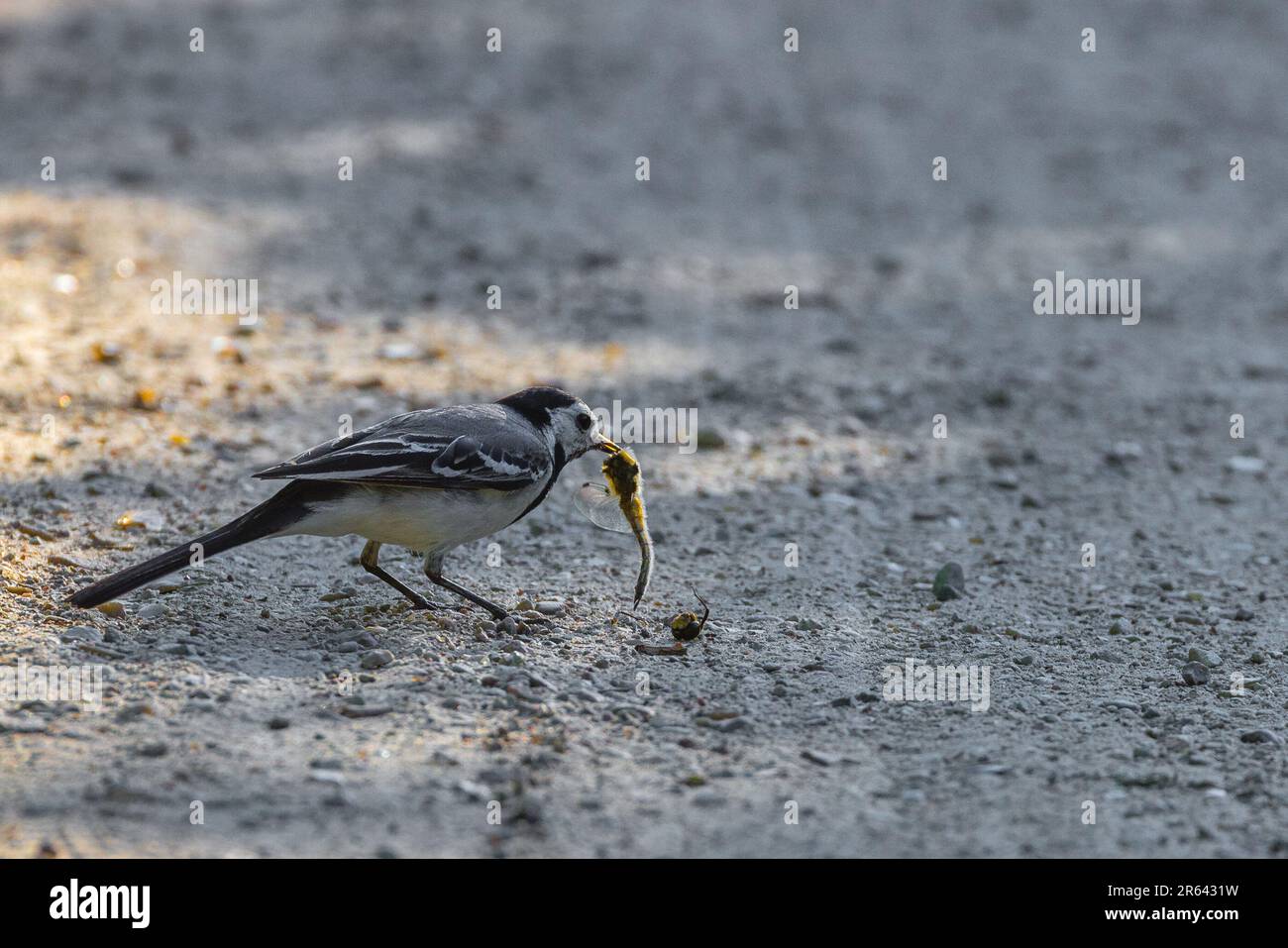Nieby, Germania. 06th giugno, 2023. Un vagone (Motacilla alba) pecca ad una libellula morta su un sentiero al 'Geltinger Birk'. La riserva naturale 'Geltinger Birk' si trova all'uscita del fiordo di Flensburg. Con una superficie totale di 773 ha, è la più grande riserva naturale del distretto Schleswig-Flensburg. Credit: Frank Hammerschmidt/dpa/Alamy Live News Foto Stock