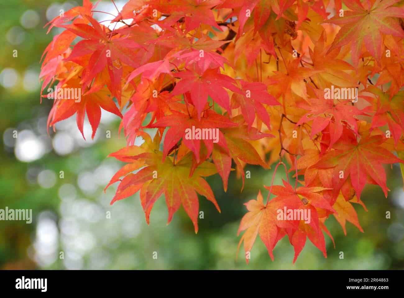 foglie di acero Foto Stock