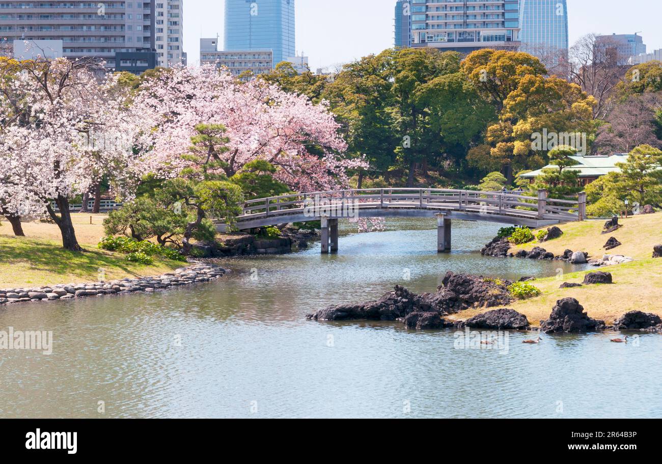 Hamarikyu Giardini con fiori di ciliegia in fiore Foto Stock