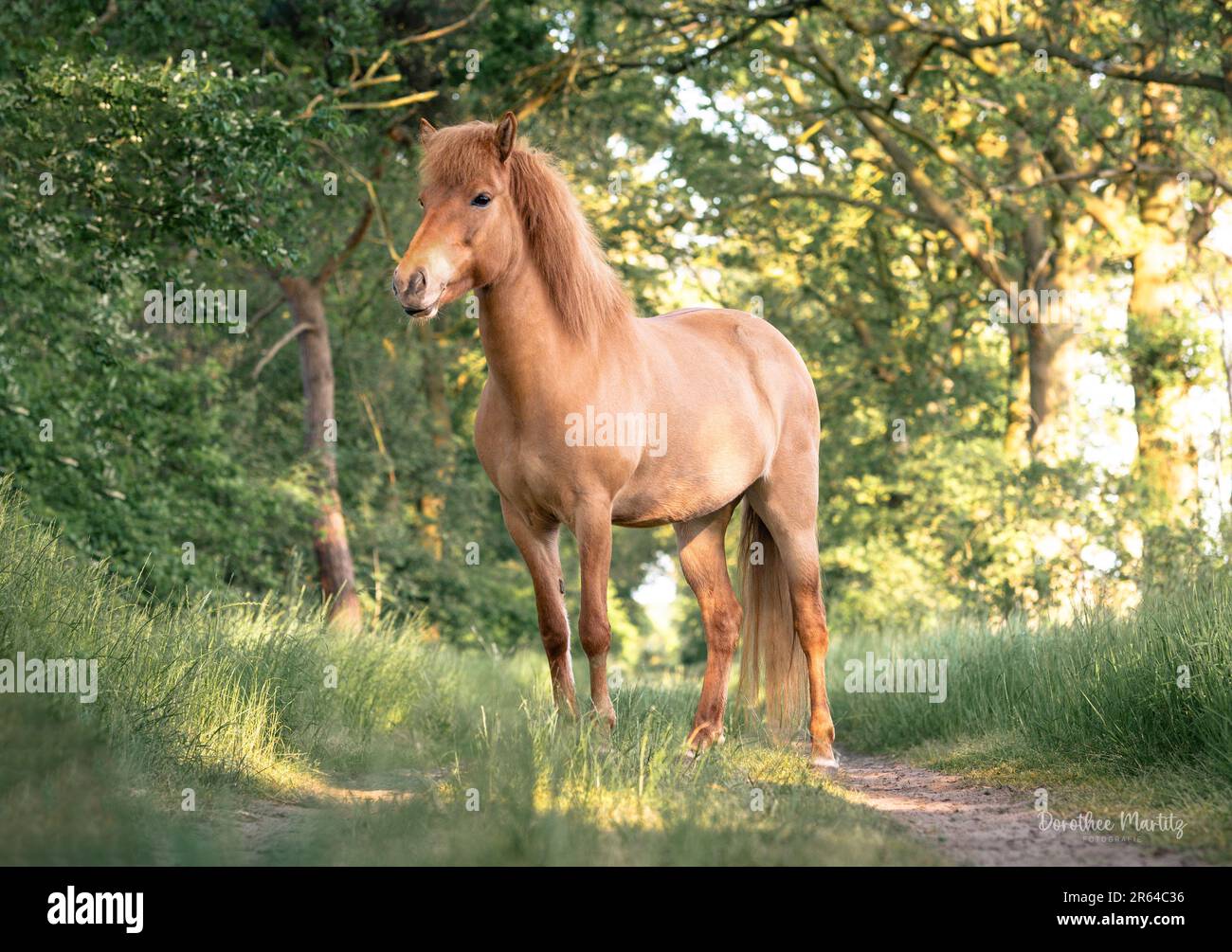 Cavallo islandese dettaglio all'aperto Pretty Forest Head Mare Foto Stock