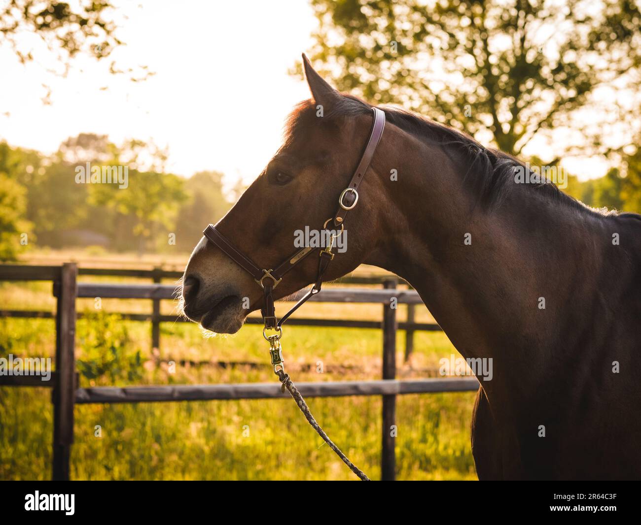 Cavallo dettaglio faccia Tramonto Ritratto Foresta all'aperto Foto Stock