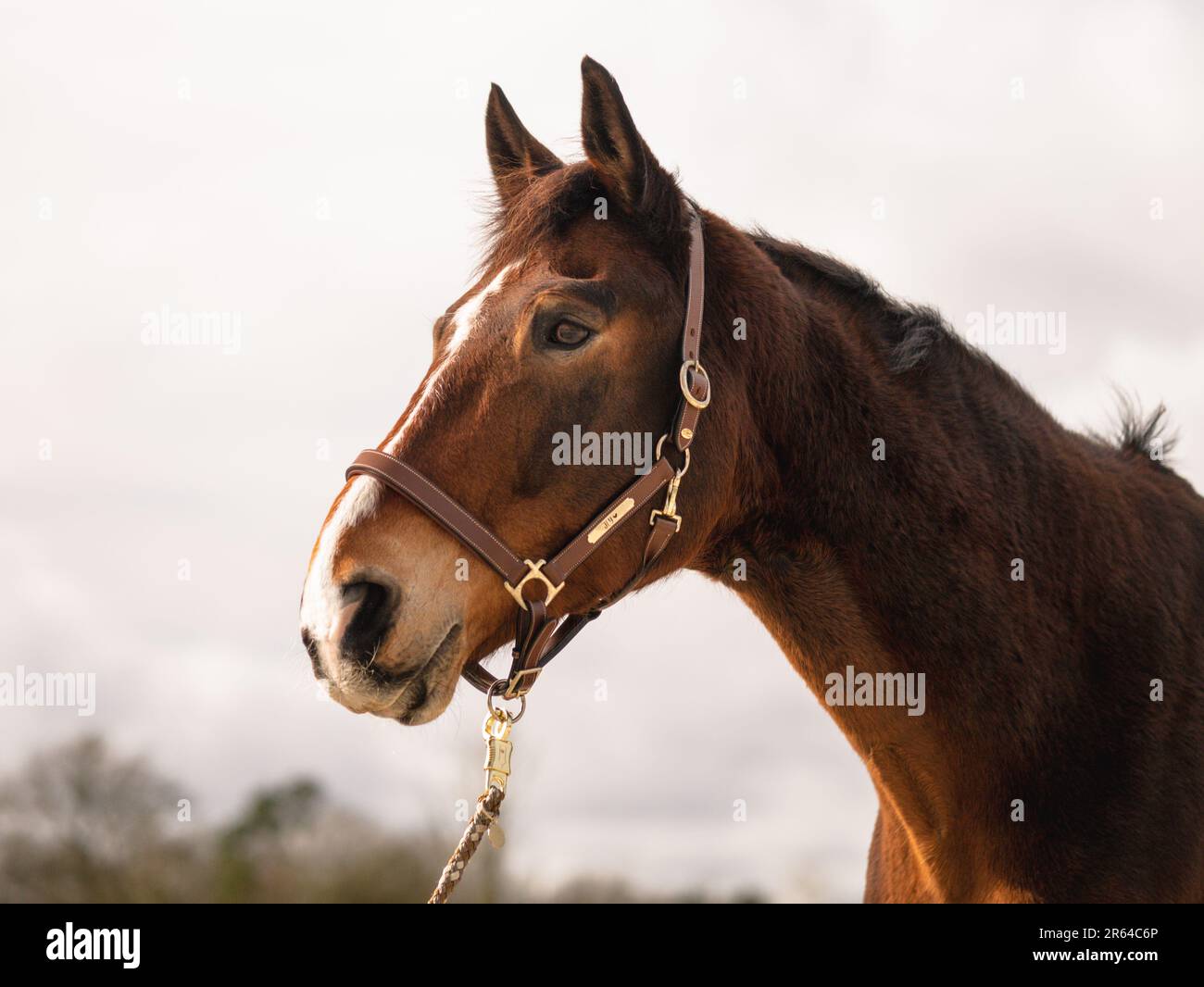 Cavallo Ritratto dettaglio faccia esterna Sole Bridle Halter Foto Stock