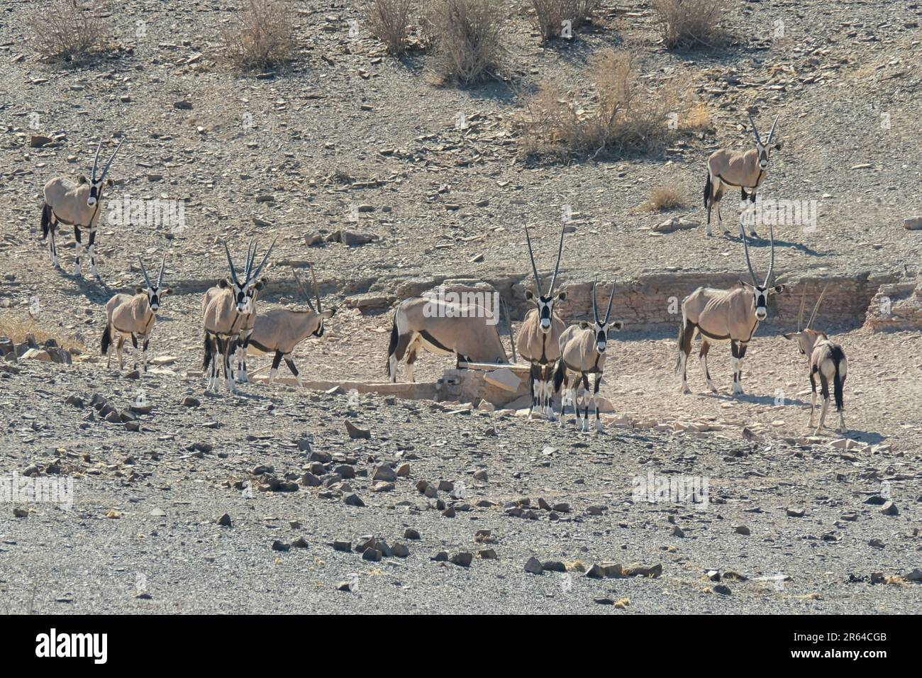 Grande gruppo di antilopi di orice in un paesaggio arido in Namibia Foto Stock