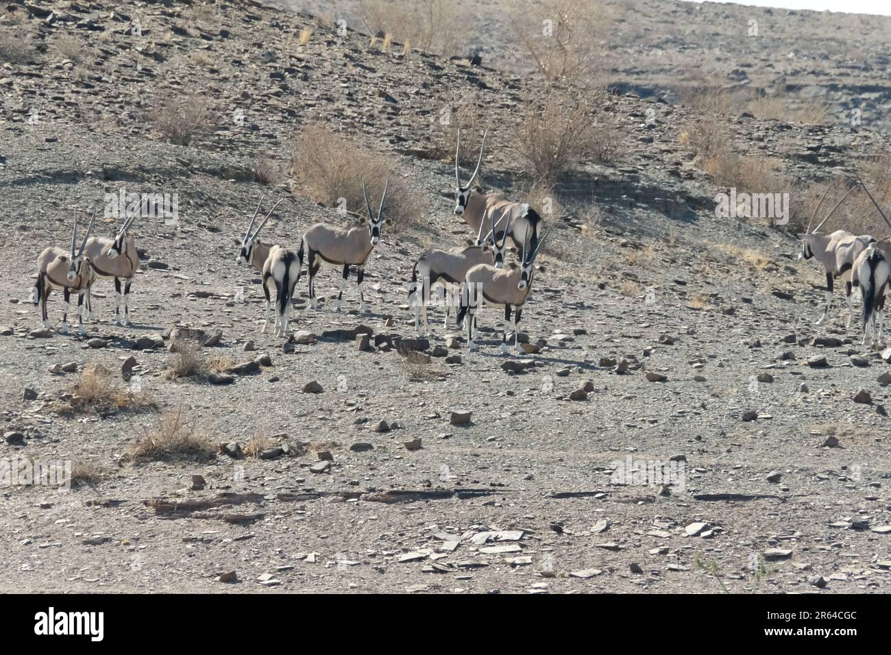 Grande gruppo di antilopi di orice in un paesaggio arido in Namibia Foto Stock