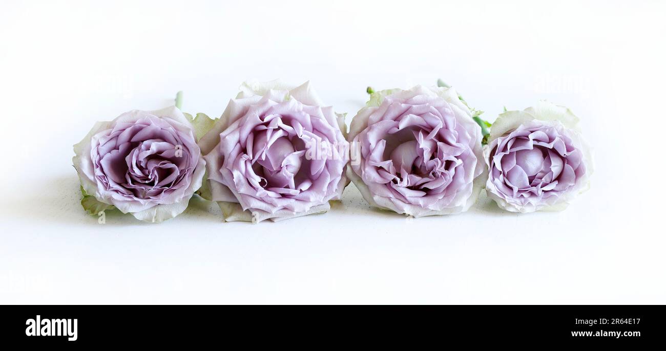 Composizione floreale. Belle rose isolate su sfondo bianco. Perfetto per poster, San Valentino, Festa della mamma, matrimonio, anniversario. Spazio di copia. Foto Stock