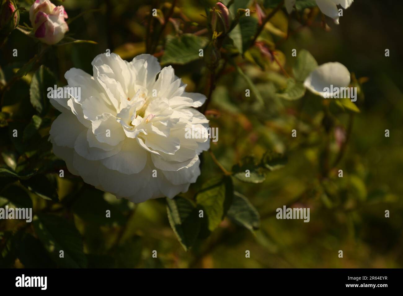 Susan Williams-Ellis, David Austin rosa bianca al tramonto. Foto Stock