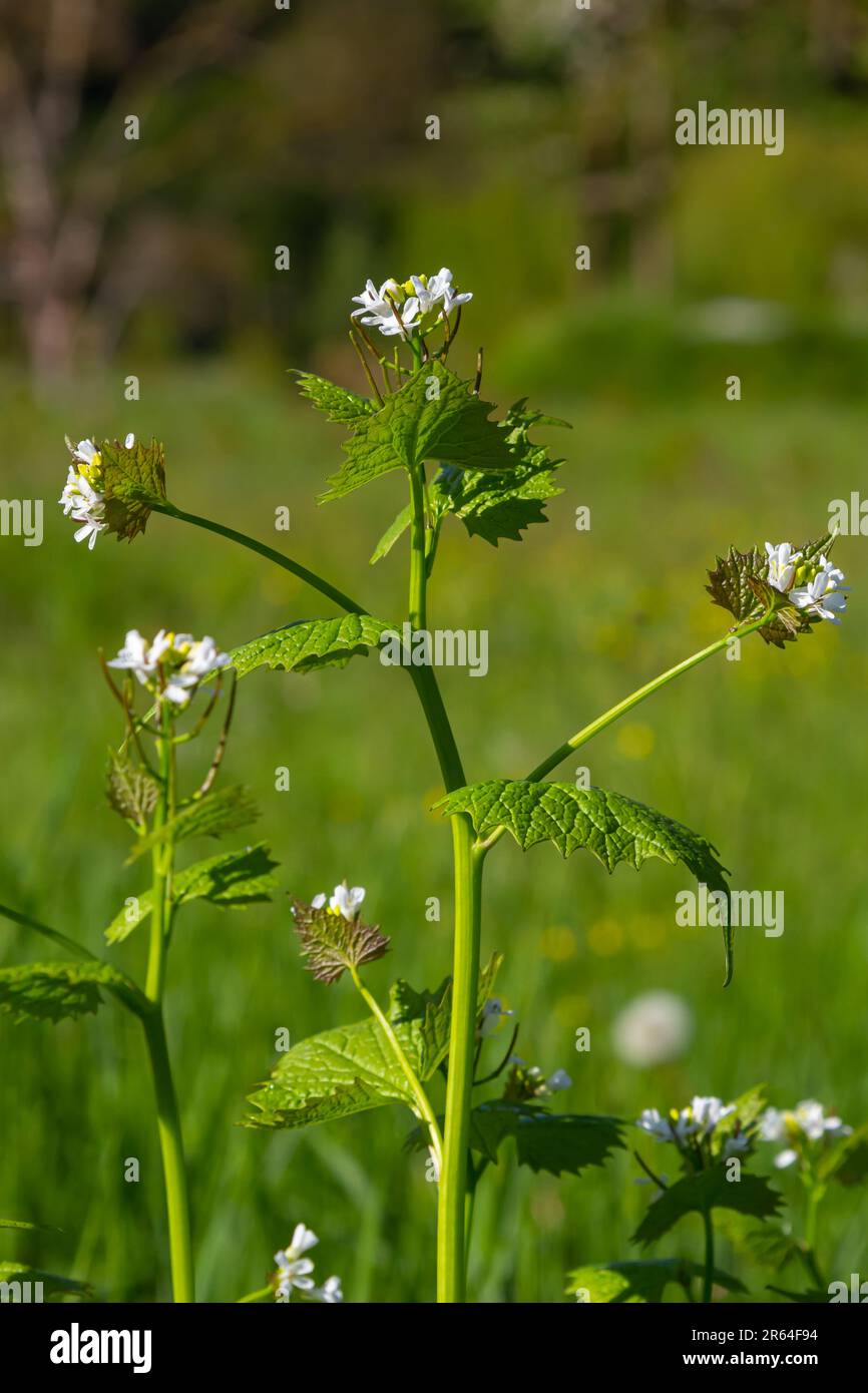 Aglio senape fiori Alliaria petiolata primo piano. L'Alliaria petiolata, o senape all'aglio, è una pianta biennale fiorita della famiglia Brassic Foto Stock