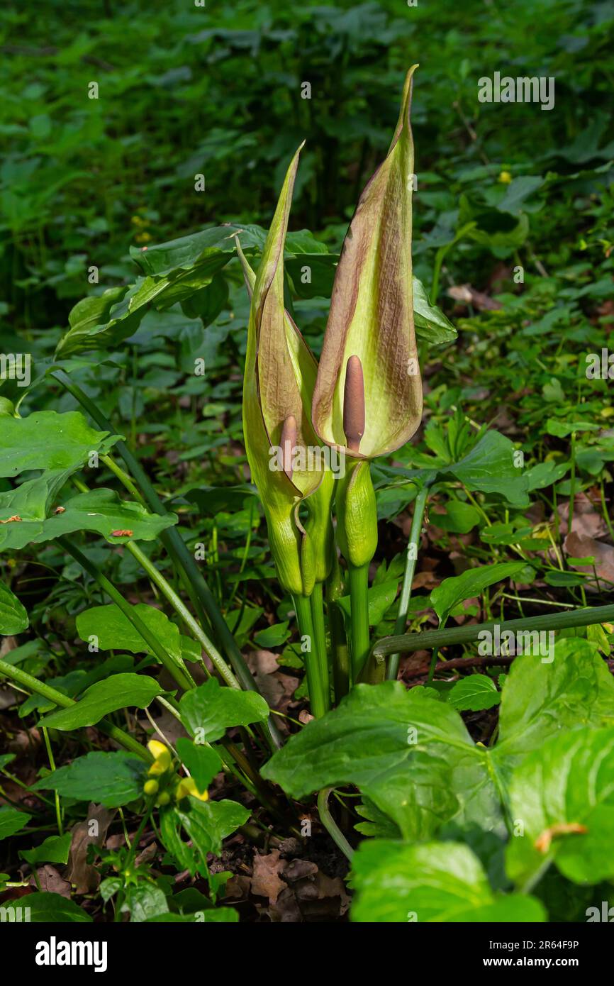 Cuckoopint o Arum maculatum freccia a forma di foglia, boschiva pianta velenosa in famiglia Araceae. foglie a forma di freccia. Altri nomi sono nakeshead, adder's ro Foto Stock