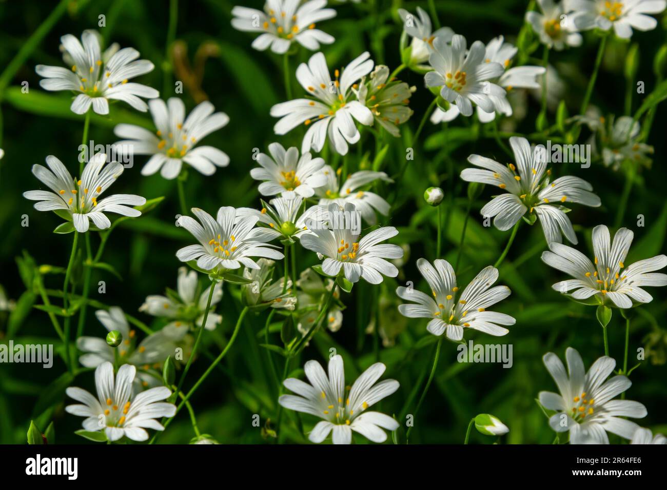 Olostea di Stellaria. Delicati fiori forestali di ceci, di Stellaria ologstea o di Echte Sternmiere. sfondo floreale. fiori bianchi su un naturale gr Foto Stock