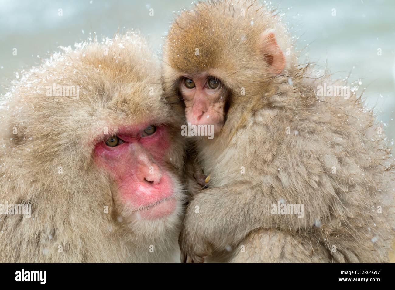 Una famiglia di scimmie di macaco giapponesi che si coccola Foto Stock