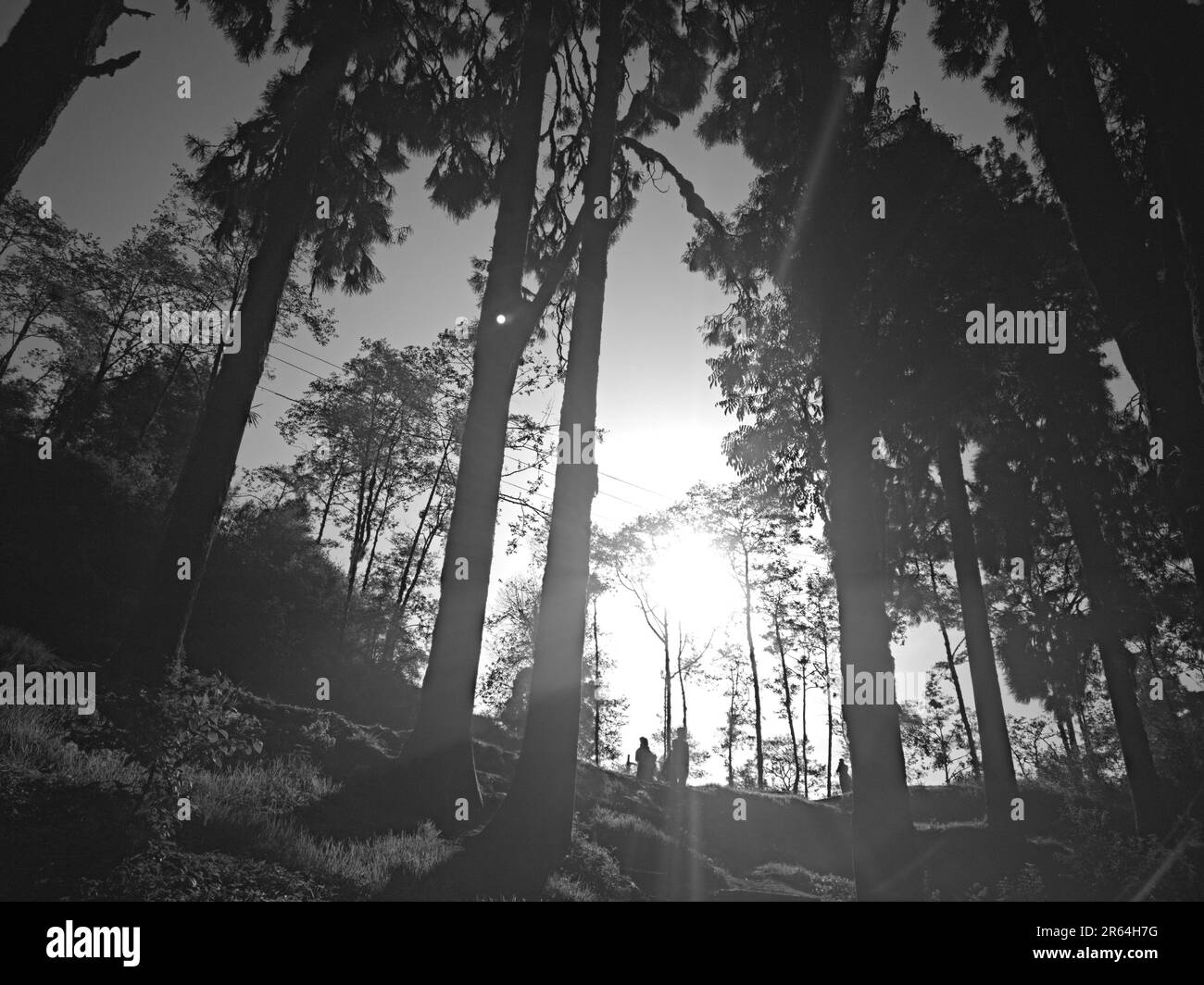 pineta in una chiara giornata di sole Foto Stock