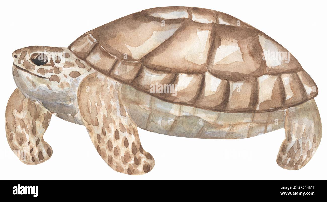 Acquerello mare piccola tartaruga illustrazione, scogliera di animali dell'oceano, stampa della fauna selvatica Foto Stock