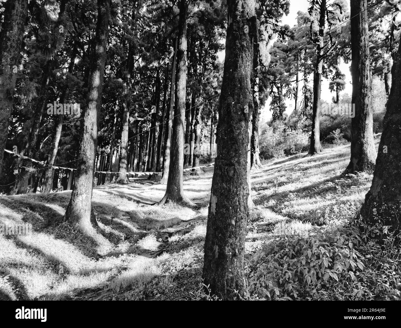 pineta in una chiara giornata di sole Foto Stock