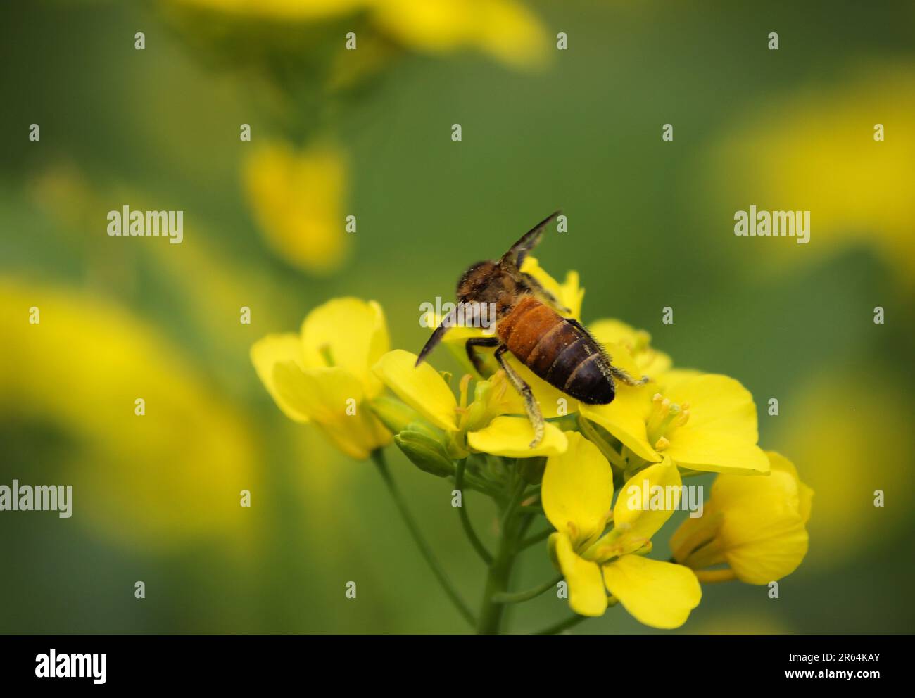Ape miele raccolta miele, nettare da fiore giallo mastiato. Per la pubblicazione, il disegno, il manifesto, il calendario, la posta, sfondo, cartolina, banner, copertina. Foto Stock