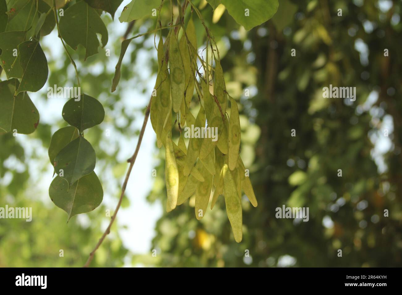 Palissandro indiano, Dalbergia sissoo, shisham Foto Stock