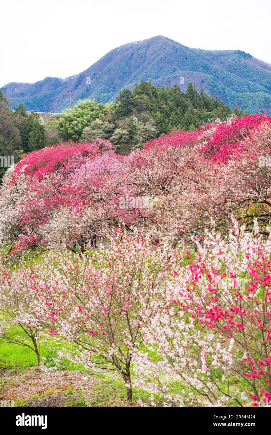 Hanamomo no sato villaggio Foto Stock