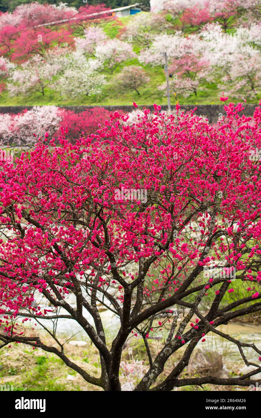 Hanamomo no sato villaggio Foto Stock