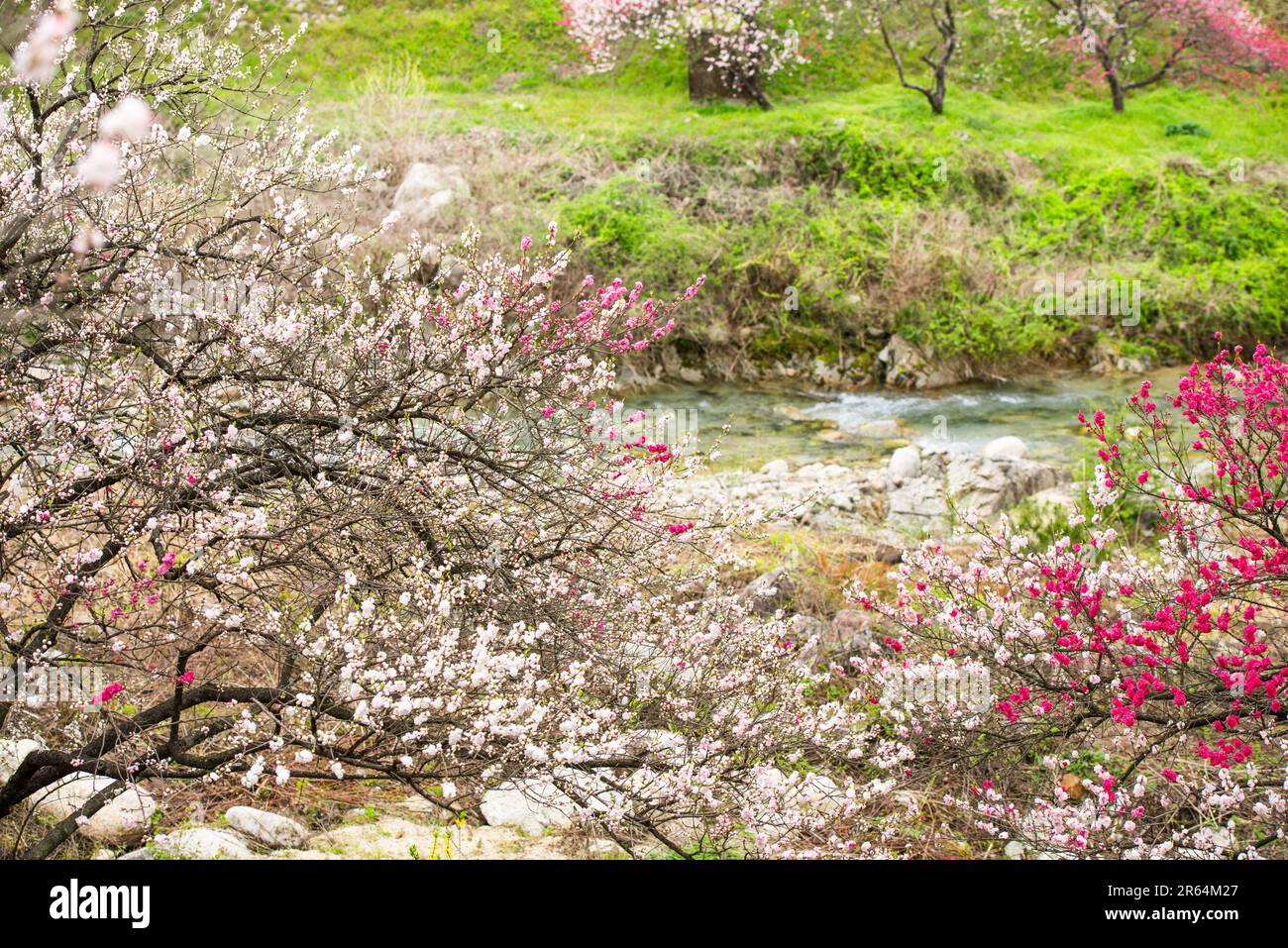 Hanamomo no sato villaggio Foto Stock