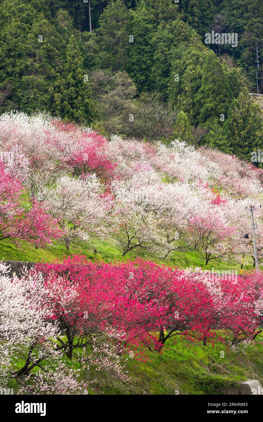 Hanamomo no sato villaggio Foto Stock