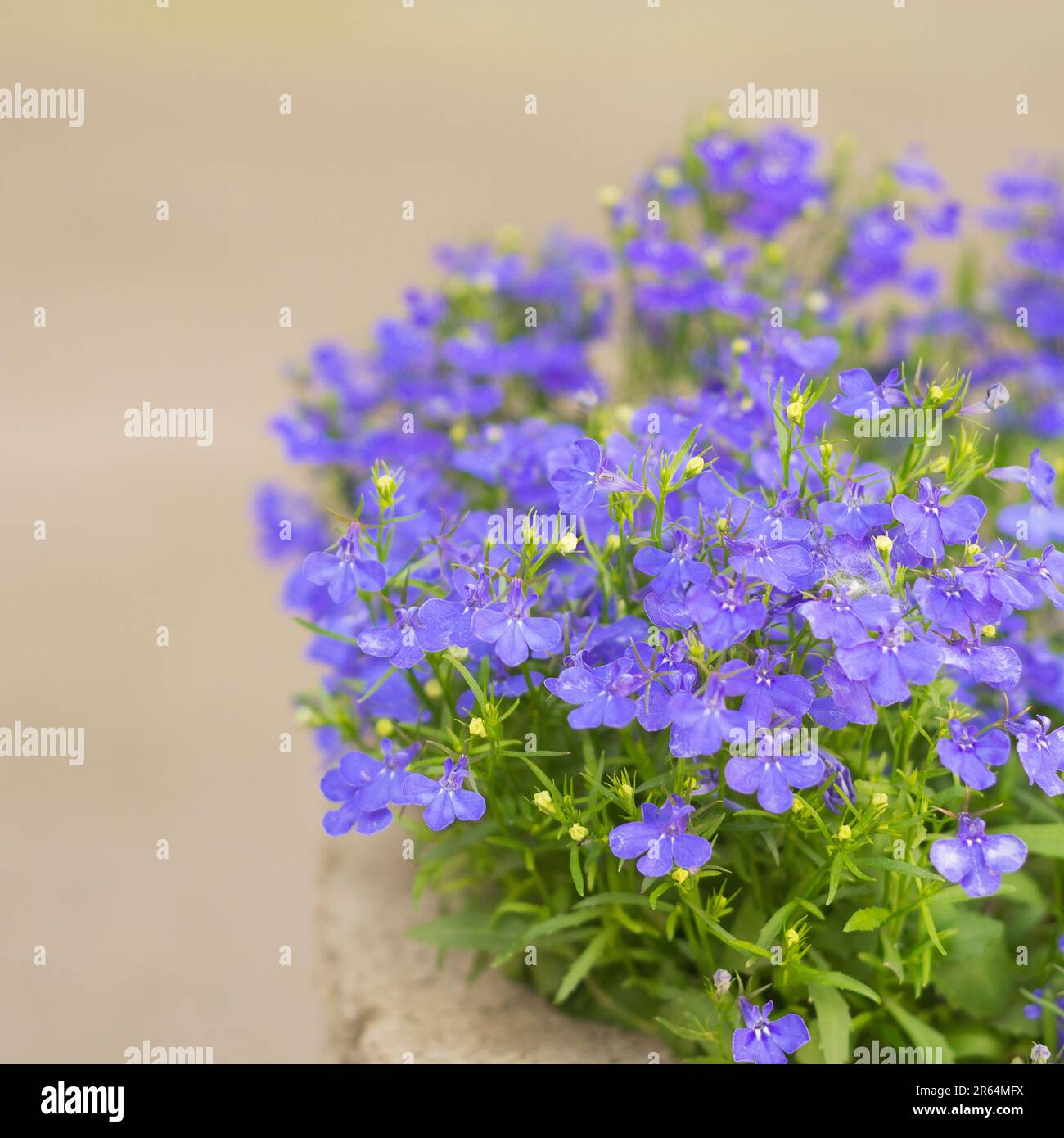 fiori di lobelia blu tenue fioriscono 2 Foto Stock