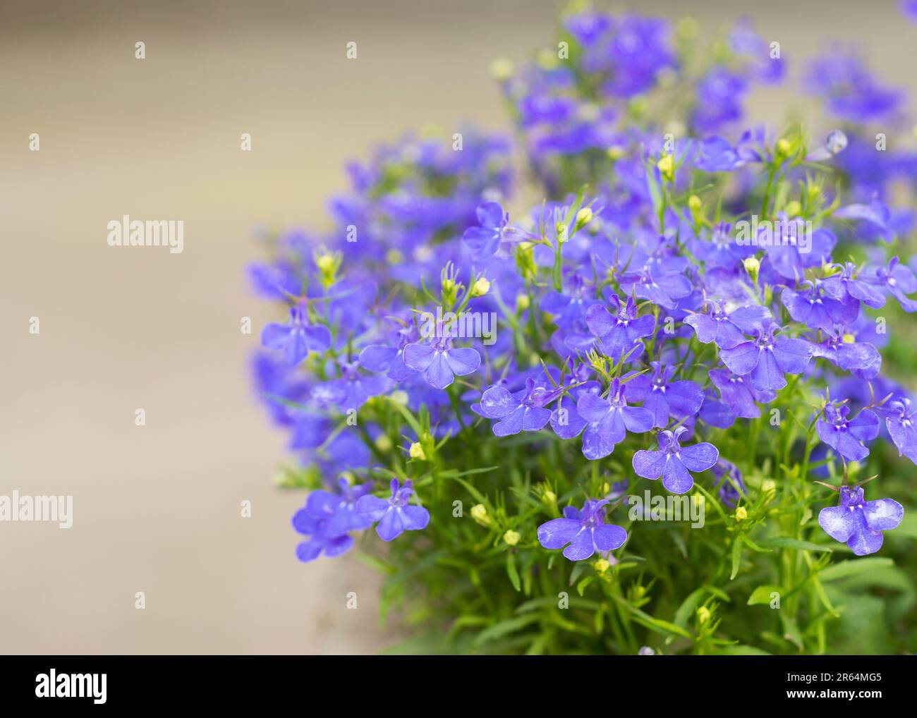 fiori di lobelia blu tenue fioriscono Foto Stock