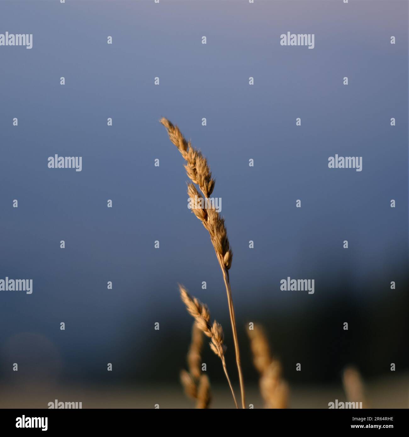 Vista ravvicinata di un Moll Stauden Calamagrostis di fronte a uno sfondo sfocato Foto Stock