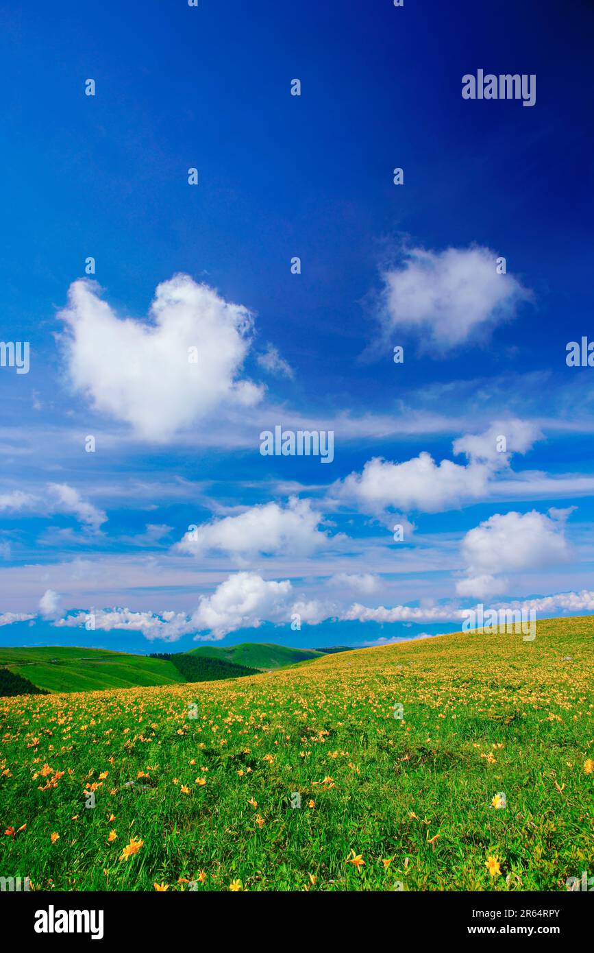 Nikkoh sedge e nuvola a forma di cuore Foto Stock