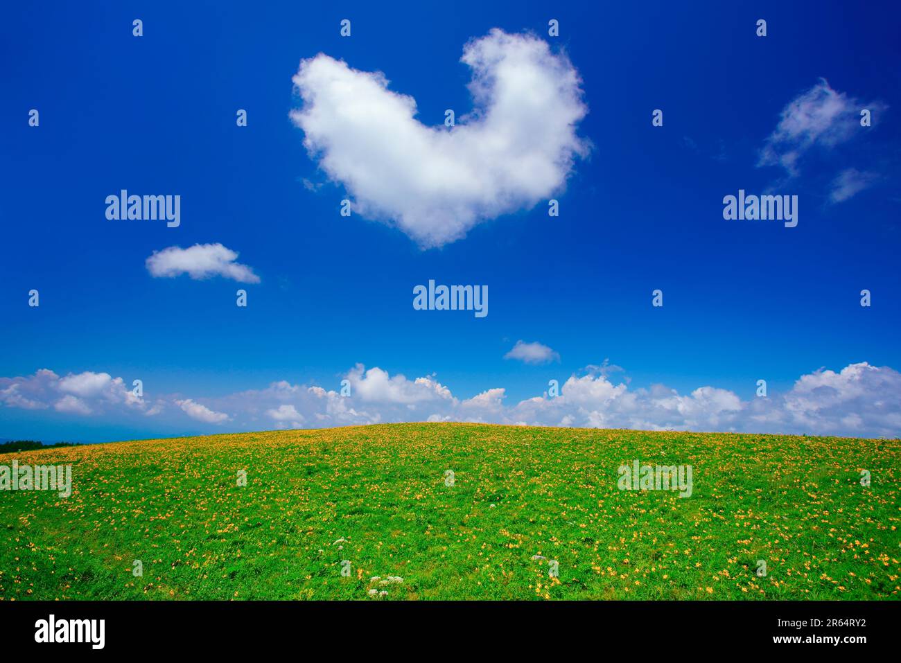 Nikkoh sedge e nuvola a forma di cuore Foto Stock