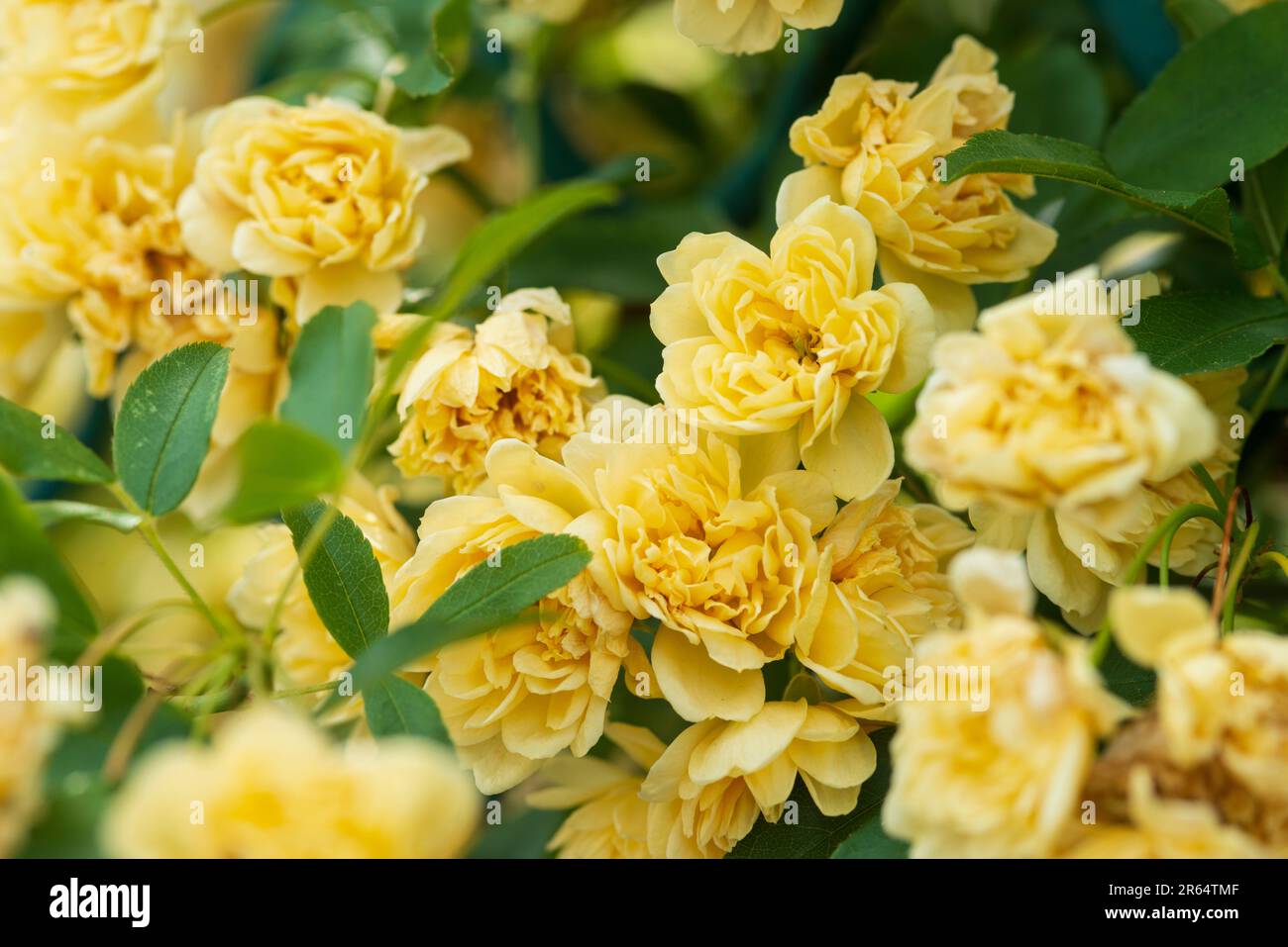 Banksia Rose, Rosa Banksiae Foto Stock