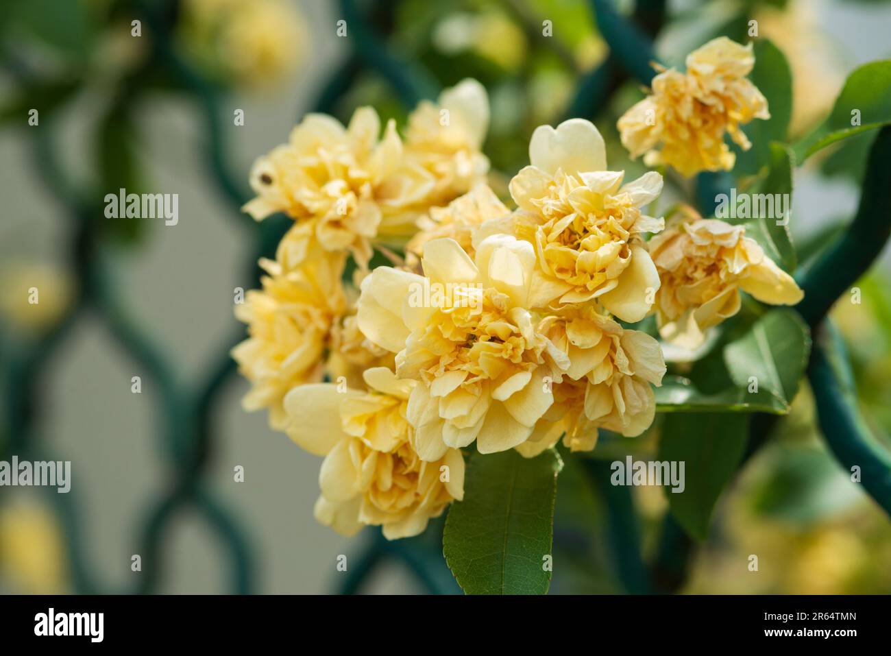 Banksia Rose, Rosa Banksiae Foto Stock