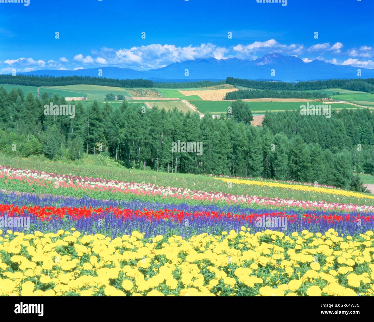 Marigold e altri campi di fiori e Taisetsu Zan Foto Stock