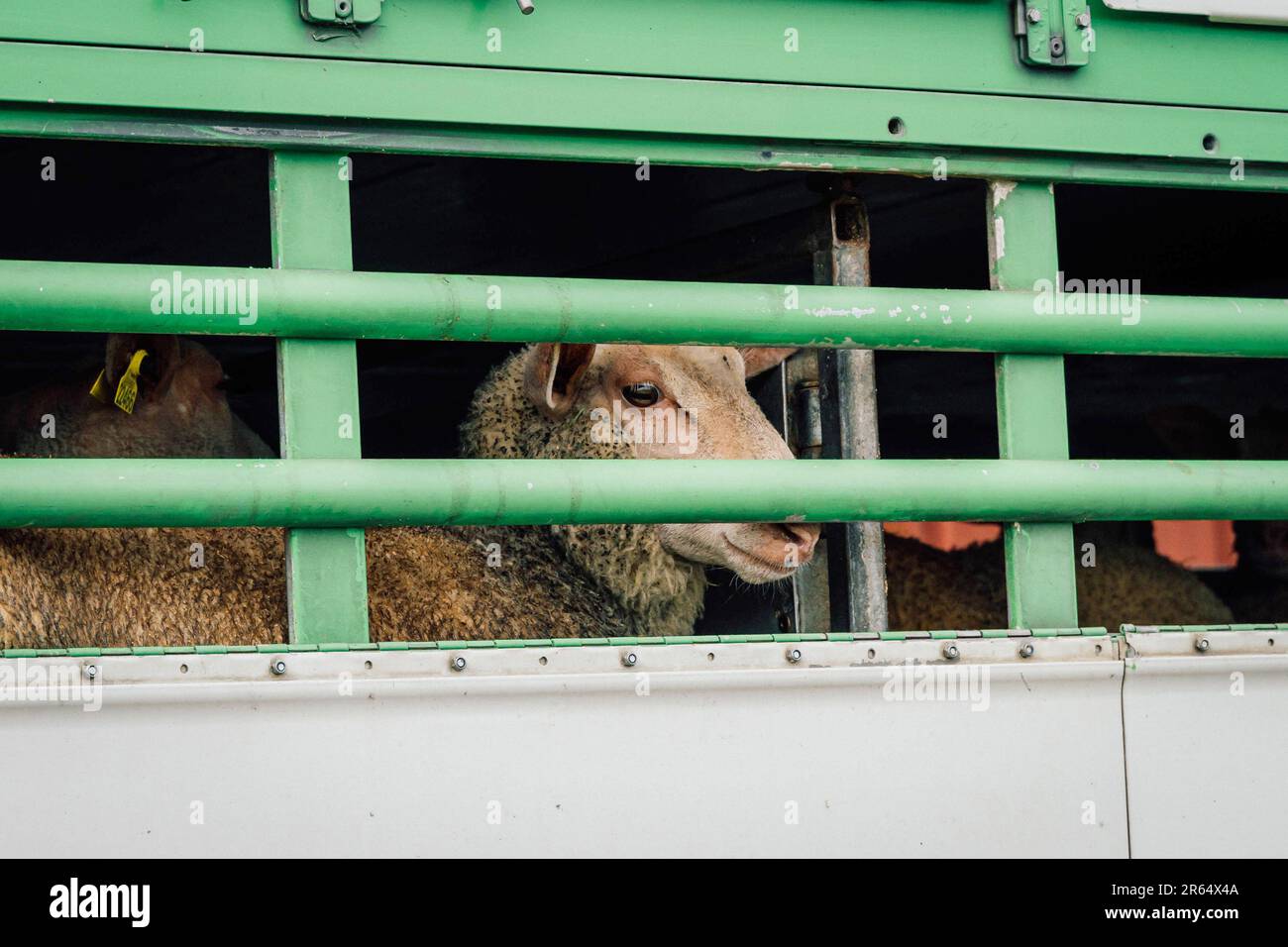 Pecora in un camion di bestiame Foto Stock