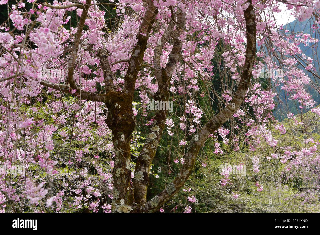 Fioritura dei ciliegi nel Tempio di Minobu-san Kuon-ji Foto Stock