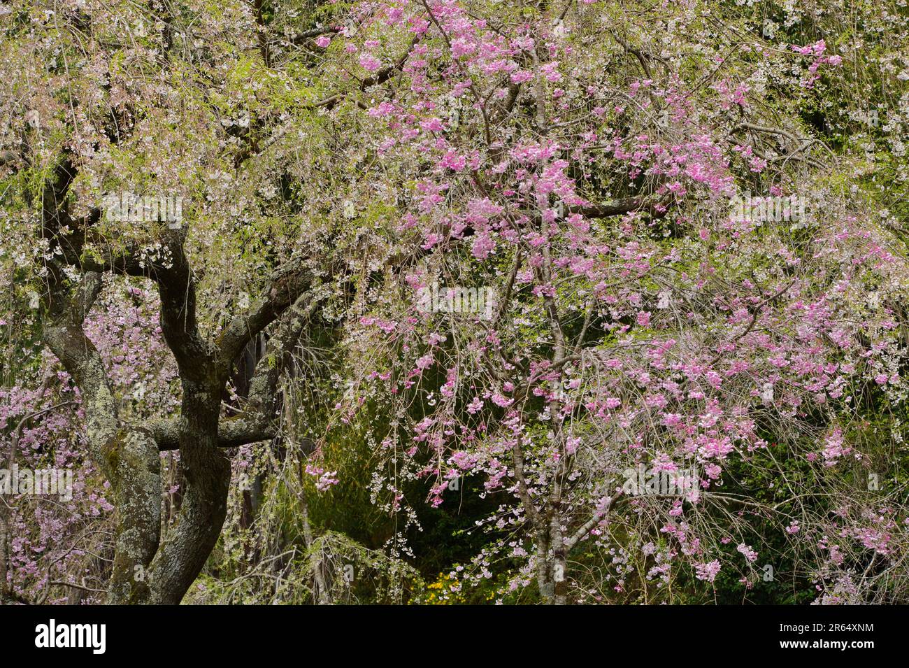 Fioritura dei ciliegi nel Tempio di Minobu-san Kuon-ji Foto Stock