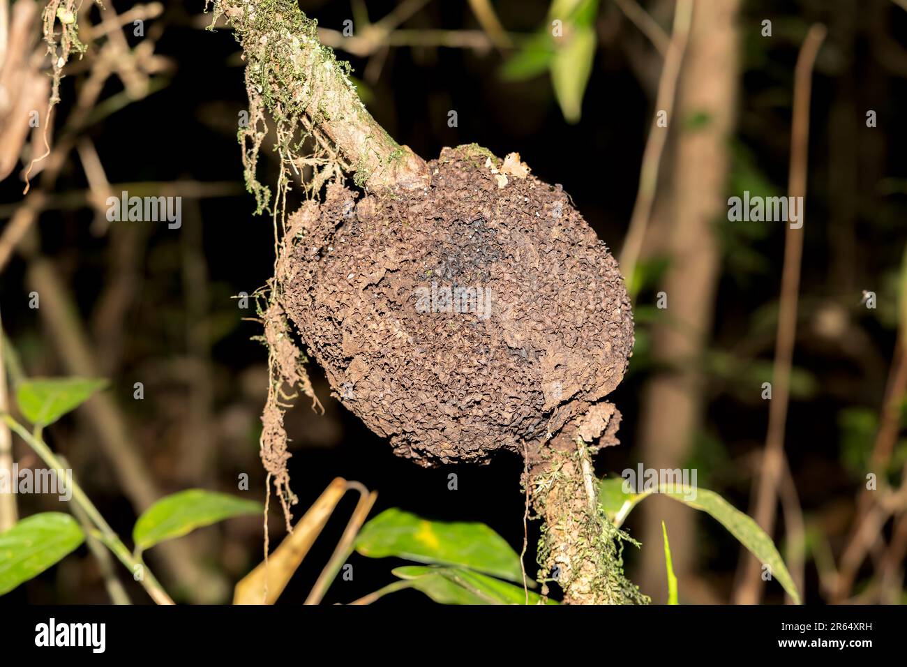 Nido di termiti, Parco Nazionale Kaieteur, Guyana Foto Stock