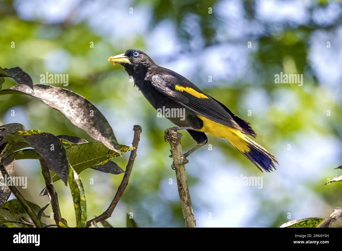 Cacique dal colore giallo, arroccato con polline in becco, Iwokrama River Lodge, foresta pluviale di Iwokrama, Guyana Foto Stock