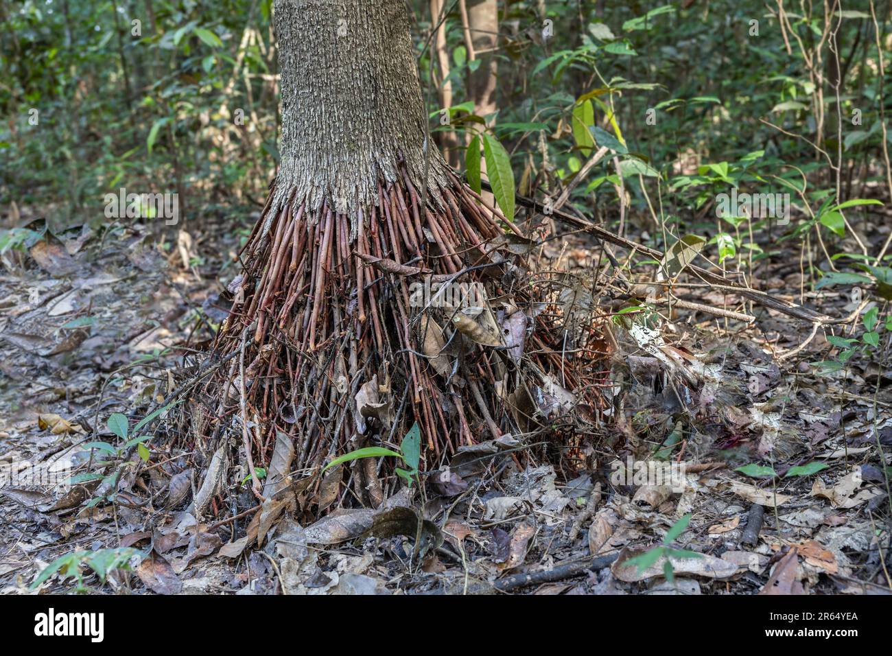 Awasokule, Tavomita sp., usato per trattare le malattie della pelle, Iwokrama foresta pluviale, Guyana Foto Stock
