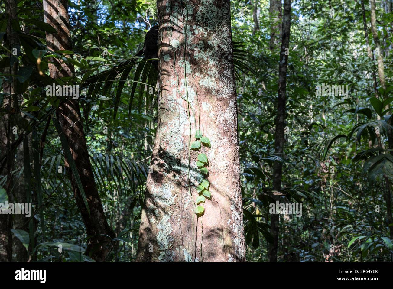Luce e ombra, foresta pluviale di Iwokrama, Guyanae Foto Stock