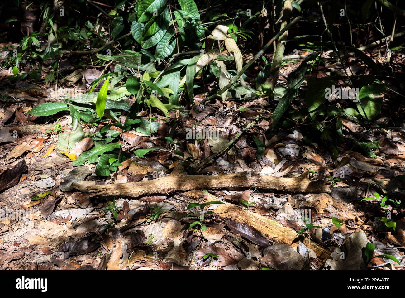 Ombre sul pavimento della foresta pluviale, Iwokrama Rainforest, Potaro-Siparuni, Guyana Foto Stock