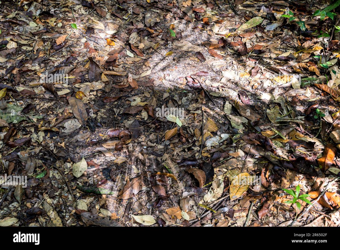 Ombre sul pavimento della foresta pluviale, Iwokrama Rainforest, Potaro-Siparuni, Guyana Foto Stock