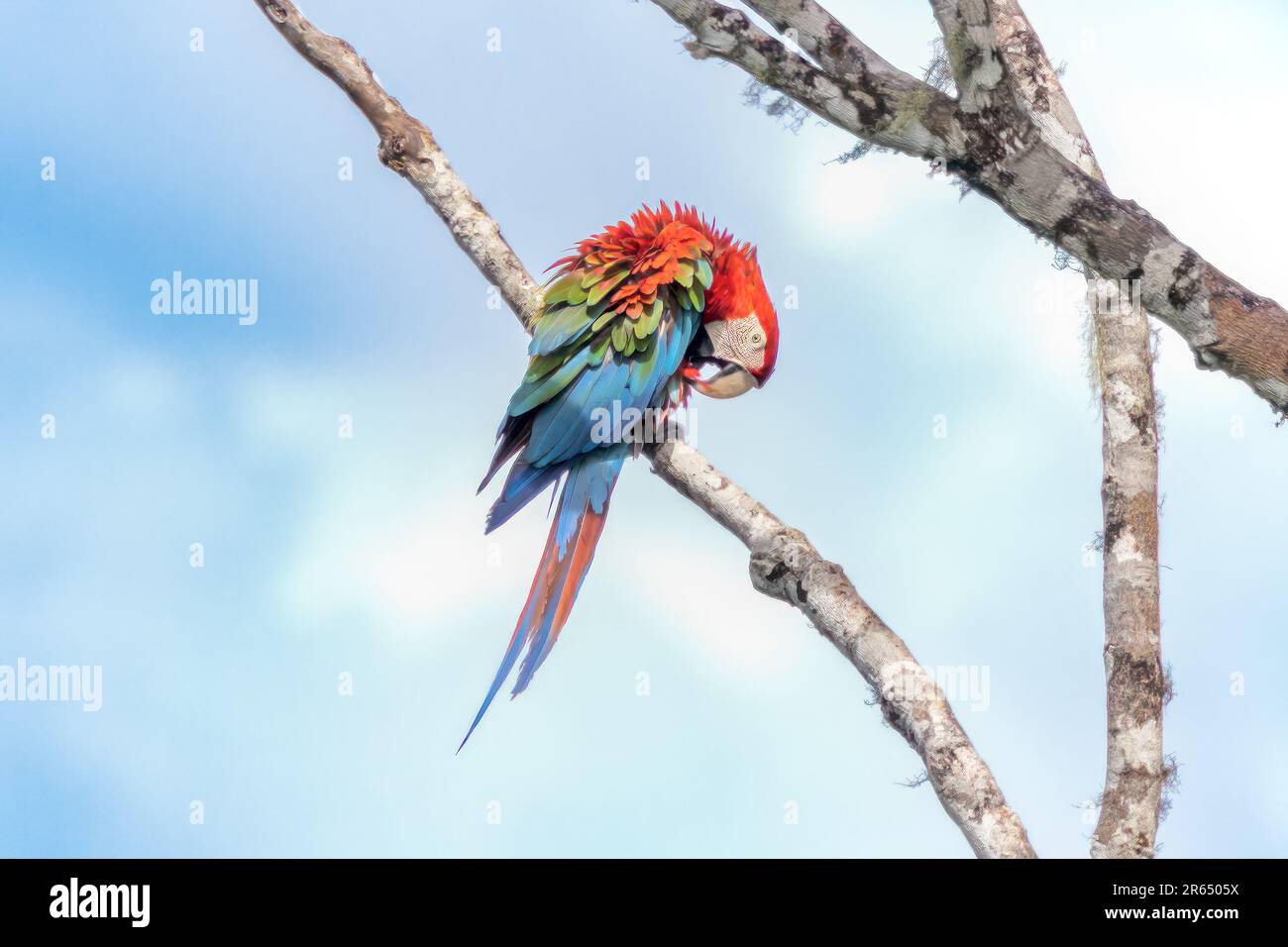 Macaws rossi e verdi, montagna delle tartarughe, foresta pluviale di Iwokrama, Potaro-Siparuni, Guyana. Foto Stock