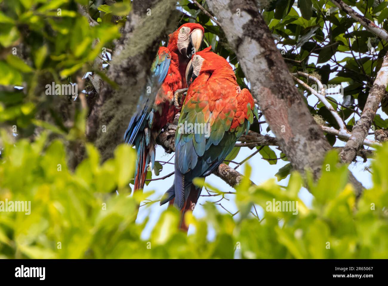 Macaws rossi e verdi, che si preannunciano, Turtle Mountain, Iwokrama Rainforest, Potaro-Siparuni, Guyana. Foto Stock