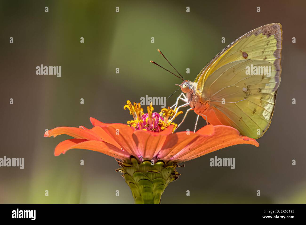 Aphrissa statira, la statira farfalla di zolfo, alimentazione, Anartia jatrophae, atta Rainforest Lodge, Iwokrama Rainforest, Potaro-Siparuni, Guyana Foto Stock