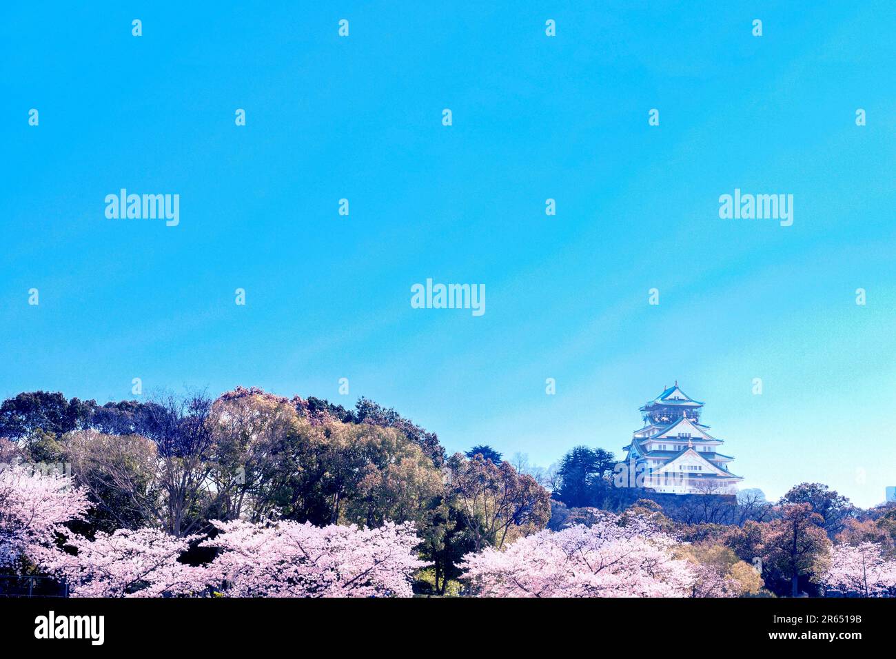 Il Castello di Osaka e fiori di ciliegio Foto Stock